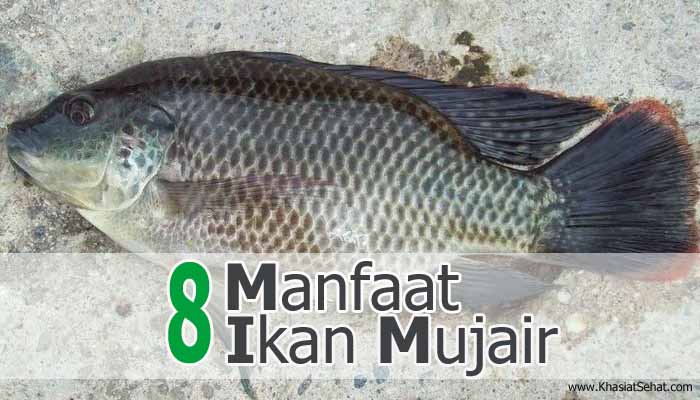 8 Manfaat Ikan Mujair Untuk Kesehatan Khasiat Sehat