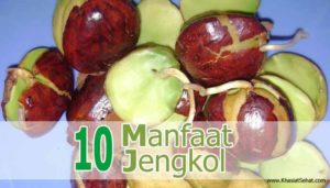 10 Manfaat Jengkol Untuk Kesehatan & Efek Sampingnya