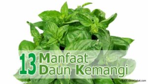 13 Manfaat Daun Kemangi Untuk Kesehatan - Khasiat Sehat