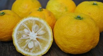 13 Khasiat Buah Yuzu untuk Kesehatan