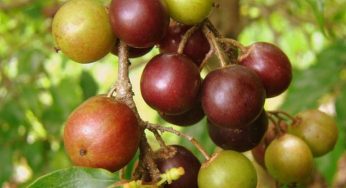 13 Manfaat Buah Rukem untuk Kesehatan