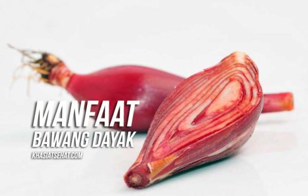 12 Manfaat  Bawang Dayak untuk  Kesehatan  KhasiatSehat com